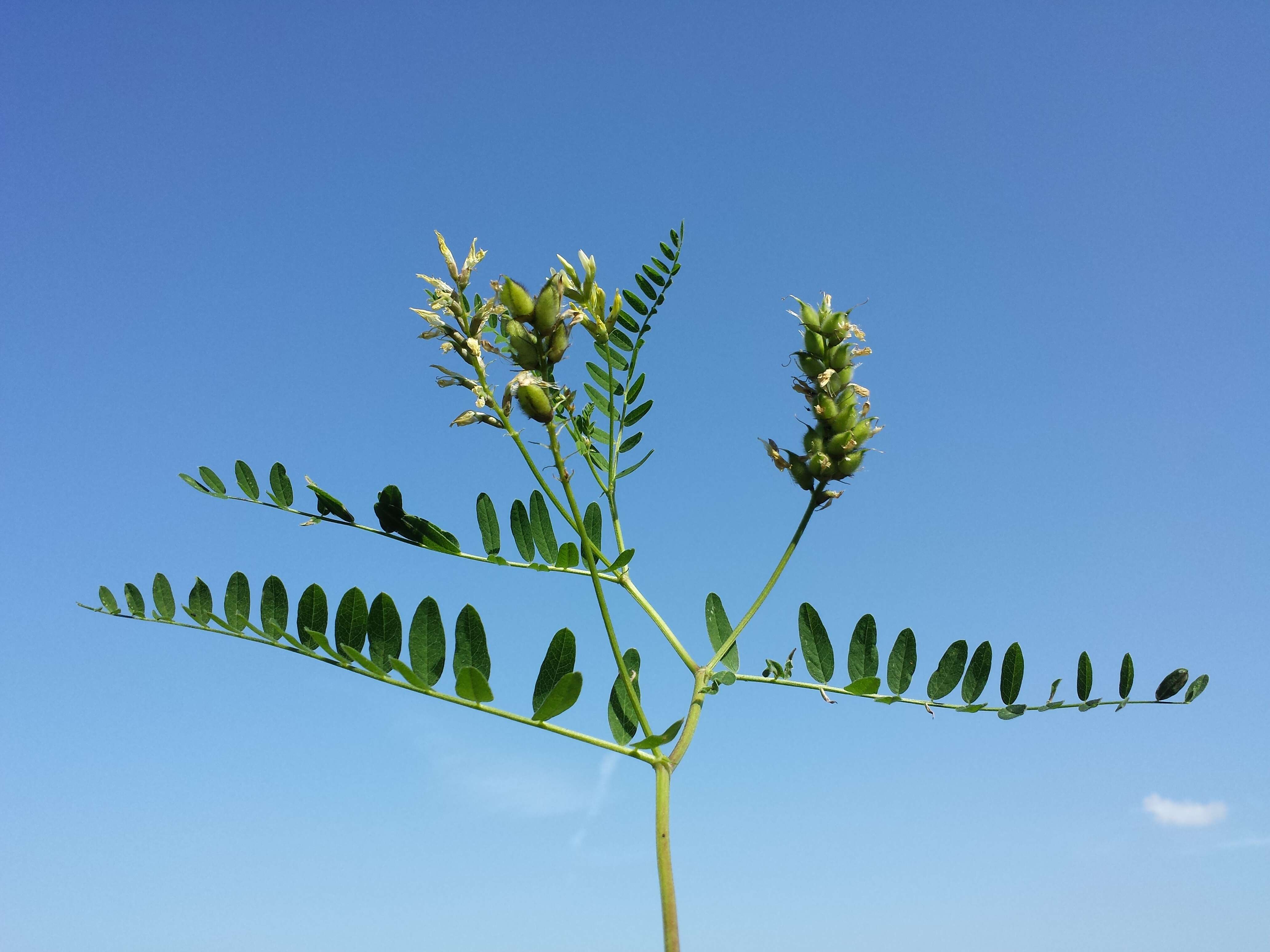 Image of chickpea milkvetch