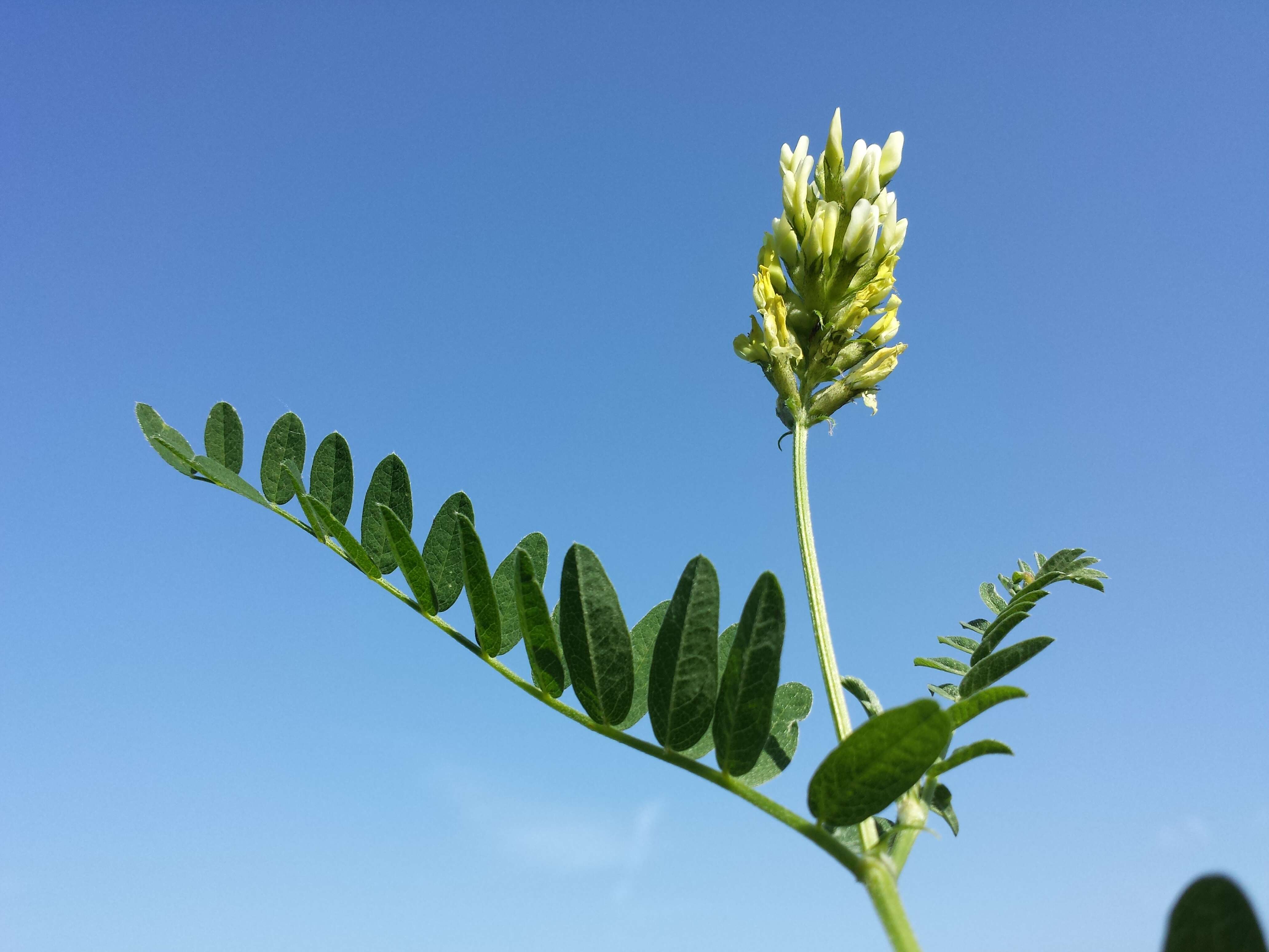 Image of chickpea milkvetch