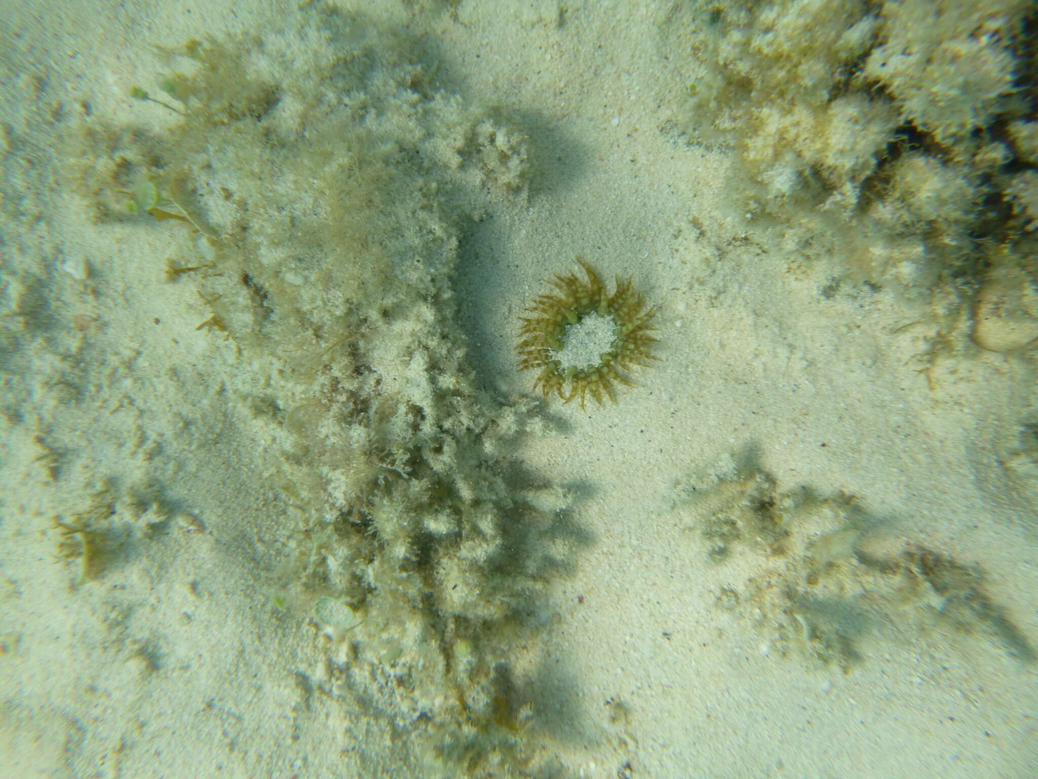 Plancia ëd Isoaulactinia Belém, Herrera Moreno & Schlenz 1996