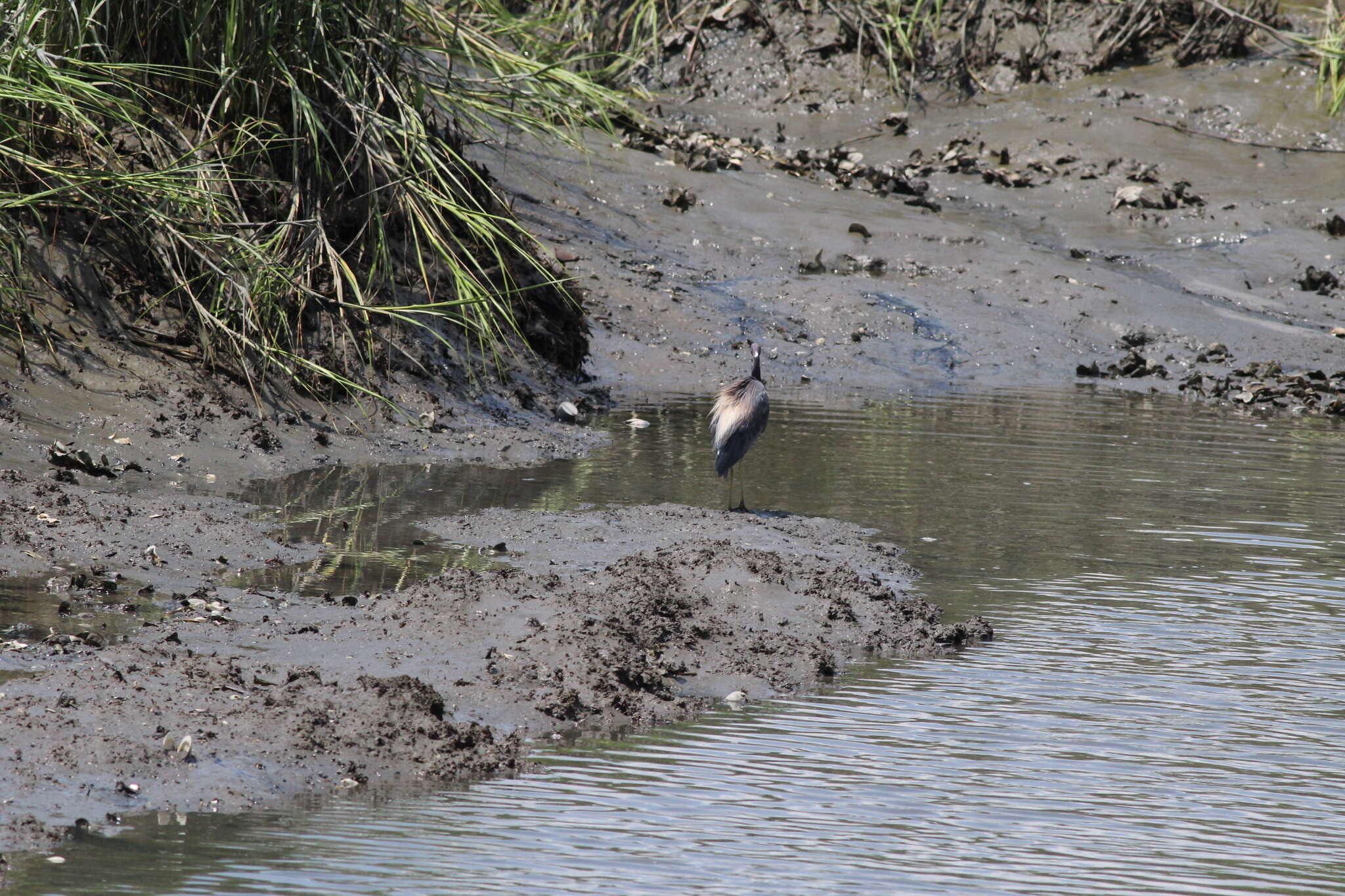 Image de Egretta tricolor ruficollis Gosse 1847