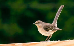 Image of Northern Mockingbird