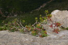 Sivun Euphorbia bivonae subsp. bivonae kuva