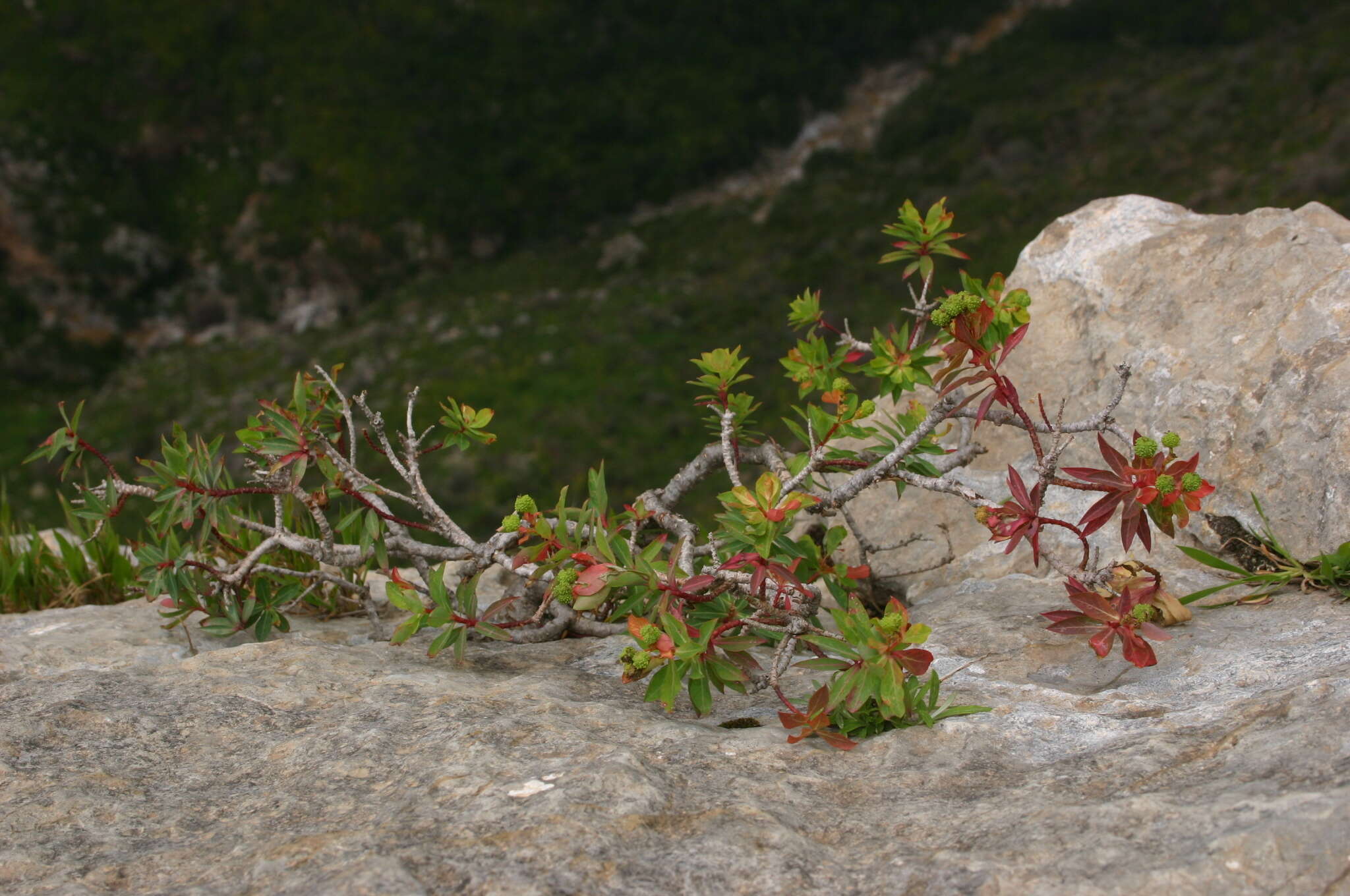 Image of Euphorbia bivonae subsp. bivonae