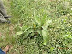 Image of Hypoxis colchicifolia Baker