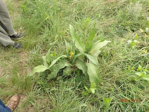 Image of Hypoxis colchicifolia Baker