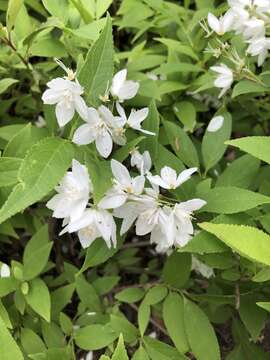 Image of slender pride of Rochester