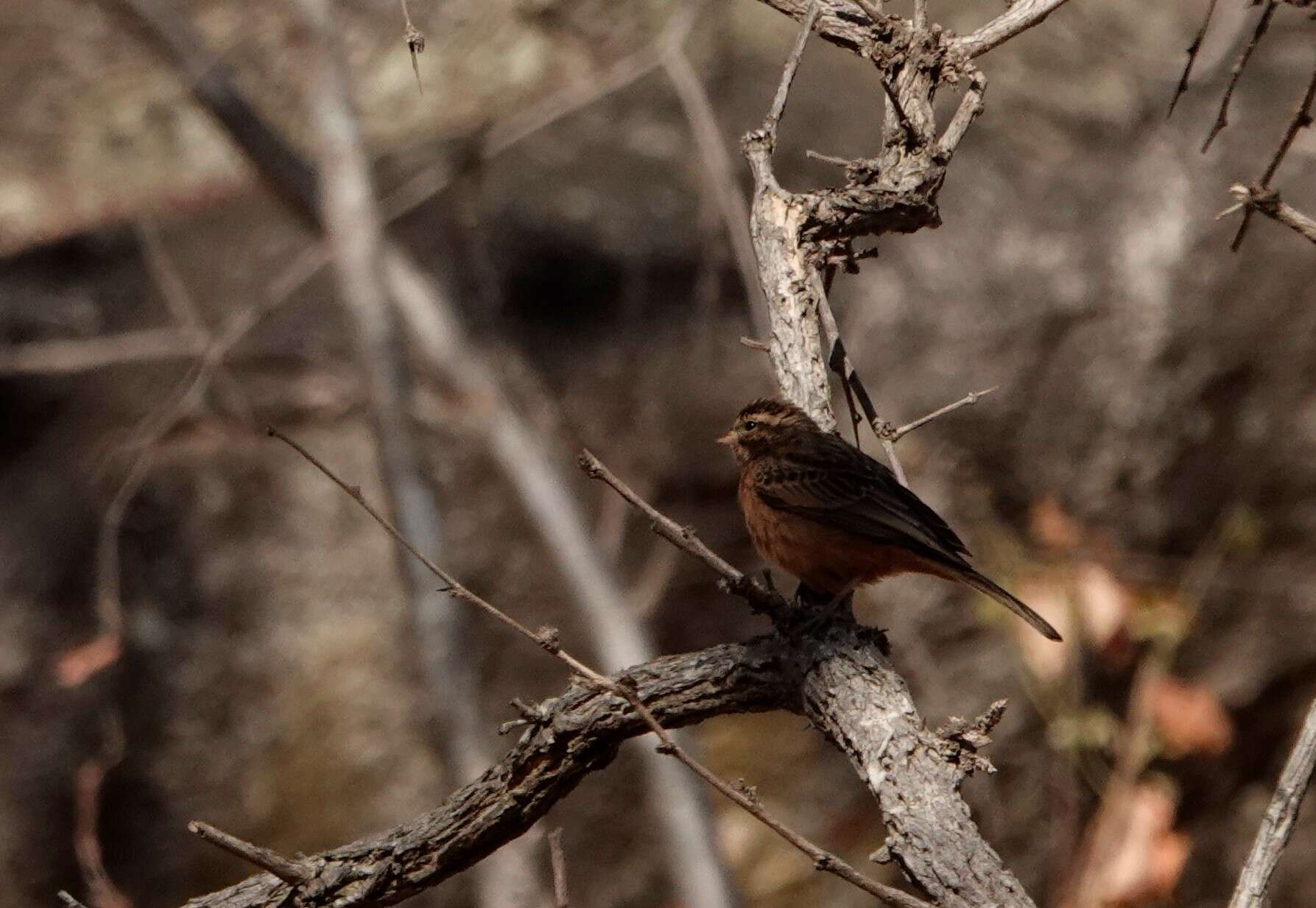 Image of Emberiza tahapisi tahapisi Smith & A 1836