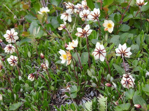 Image of entireleaf mountain-avens