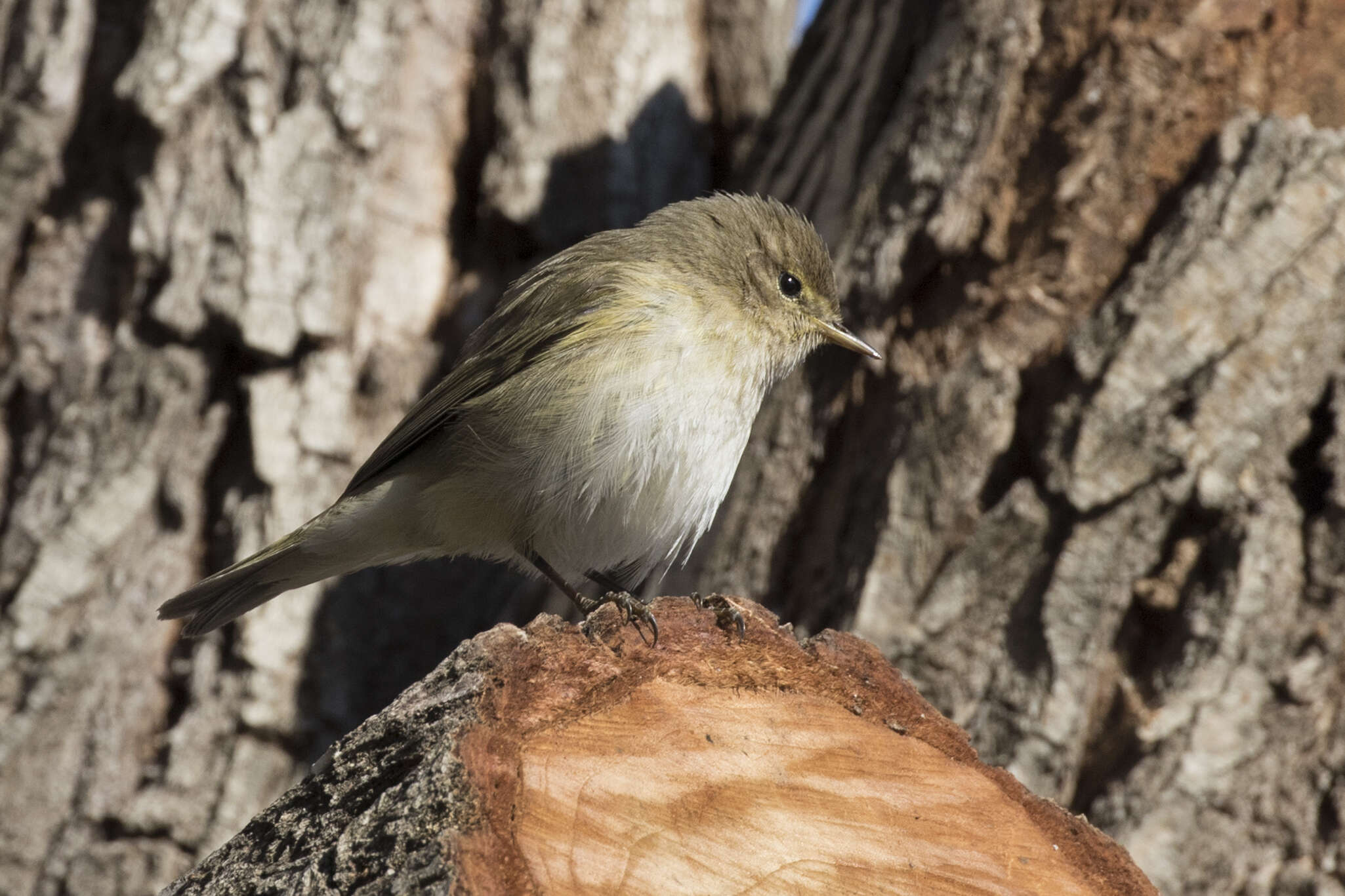 Image of Willow Warbler