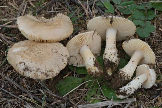 Image of Saproamanita singeri (Bas) Redhead, Vizzini, Drehmel & Contu 2016