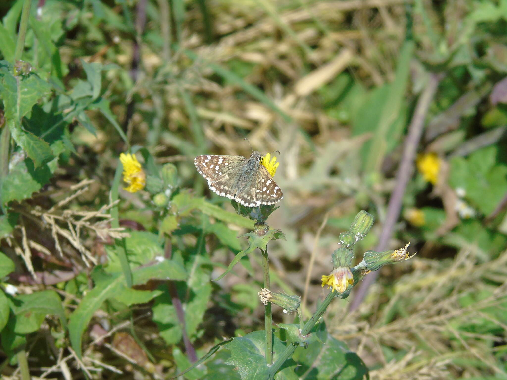 Слика од <i>Chirgus bocchoris trisignatus</i>