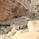 Image of Star-spotted Nightjar