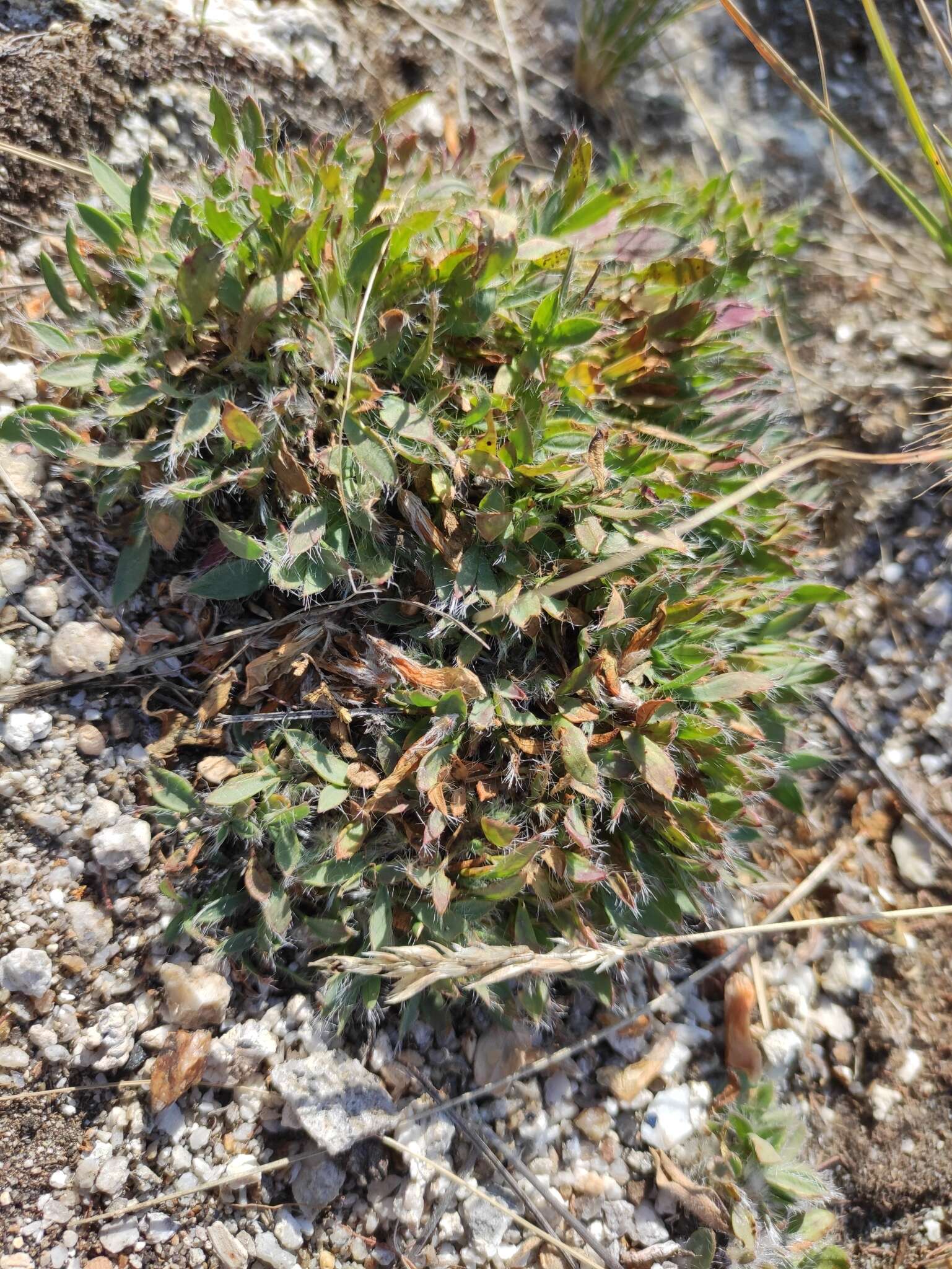 Plancia ëd Oxytropis triphylla (Pall.) Pers.