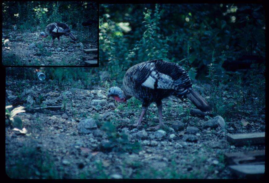 Imagem de Meleagris gallopavo Linnaeus 1758