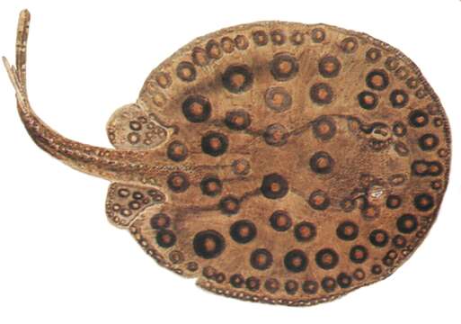 Image of Ocellate River Stingray