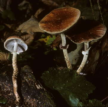 Leratiomyces squamosus var. thraustus (Kalchbr.) Bridge & Spooner resmi