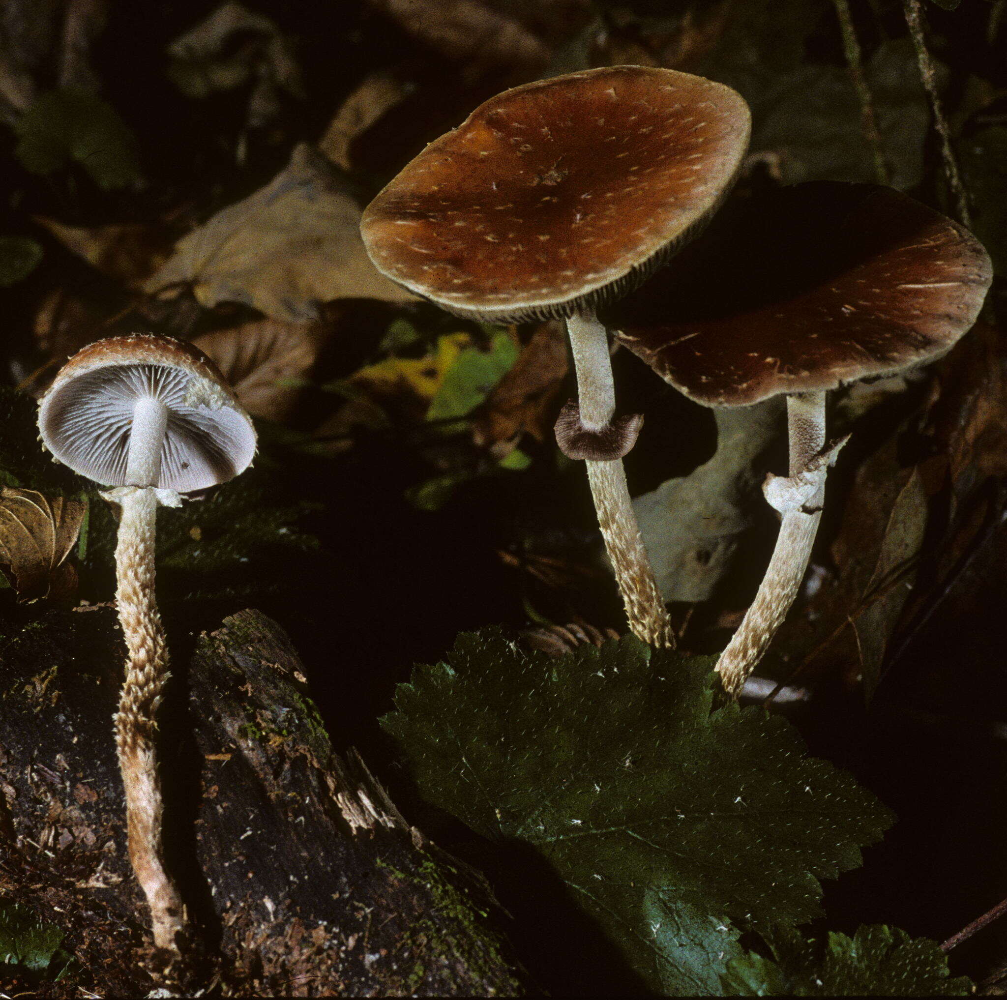 Image of Leratiomyces squamosus var. thraustus (Kalchbr.) Bridge & Spooner