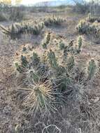 Image of Devil's Prickly-pear Cactus