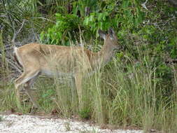 Image of Key deer