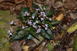 Image of Viola violacea Makino