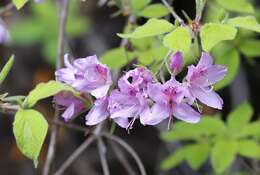 Imagem de Rhododendron macrosepalum Maxim.