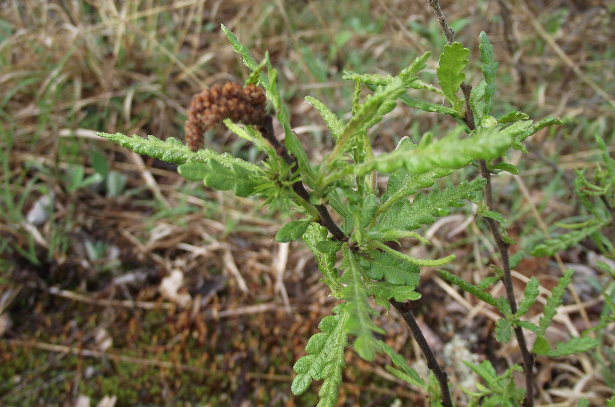 Image of sweet fern