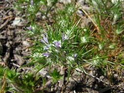 Image de Eriastrum abramsii (Elmer) Mason