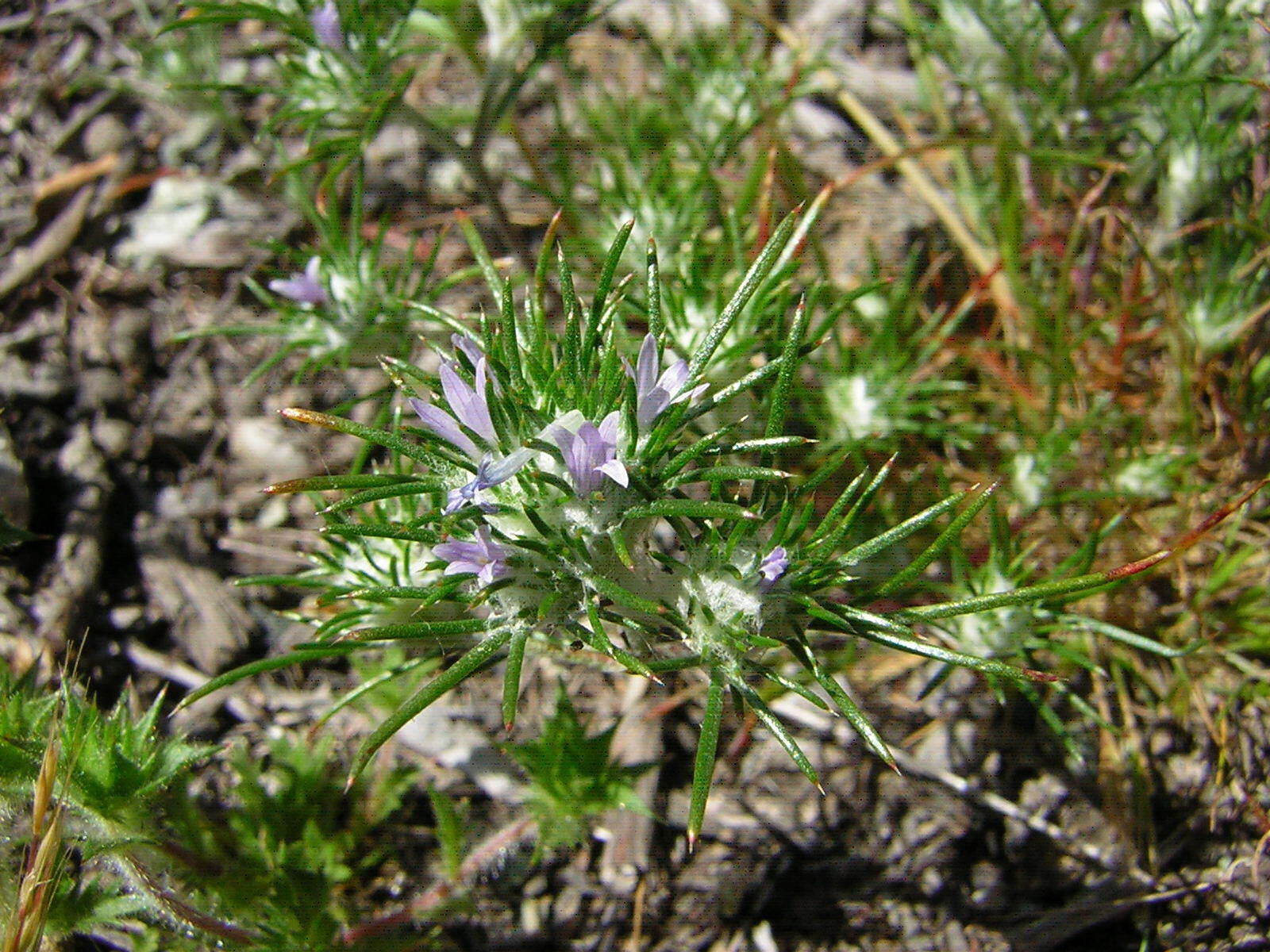 Imagem de Eriastrum abramsii (Elmer) Mason