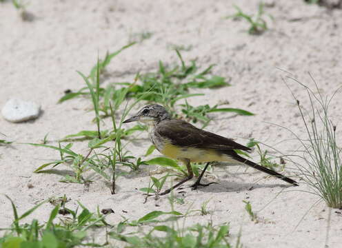 Image of Western Yellow Wagtail