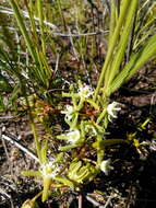 Image of Eustegia minuta (L. fil.) N. E. Br.