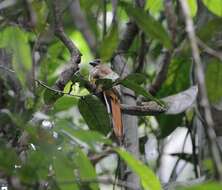 Слика од Harpactes orrhophaeus (Cabanis & Heine 1863)