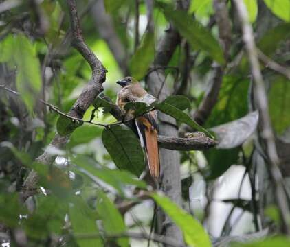 Plancia ëd Harpactes orrhophaeus (Cabanis & Heine 1863)