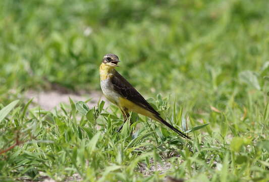 Image of Western Yellow Wagtail