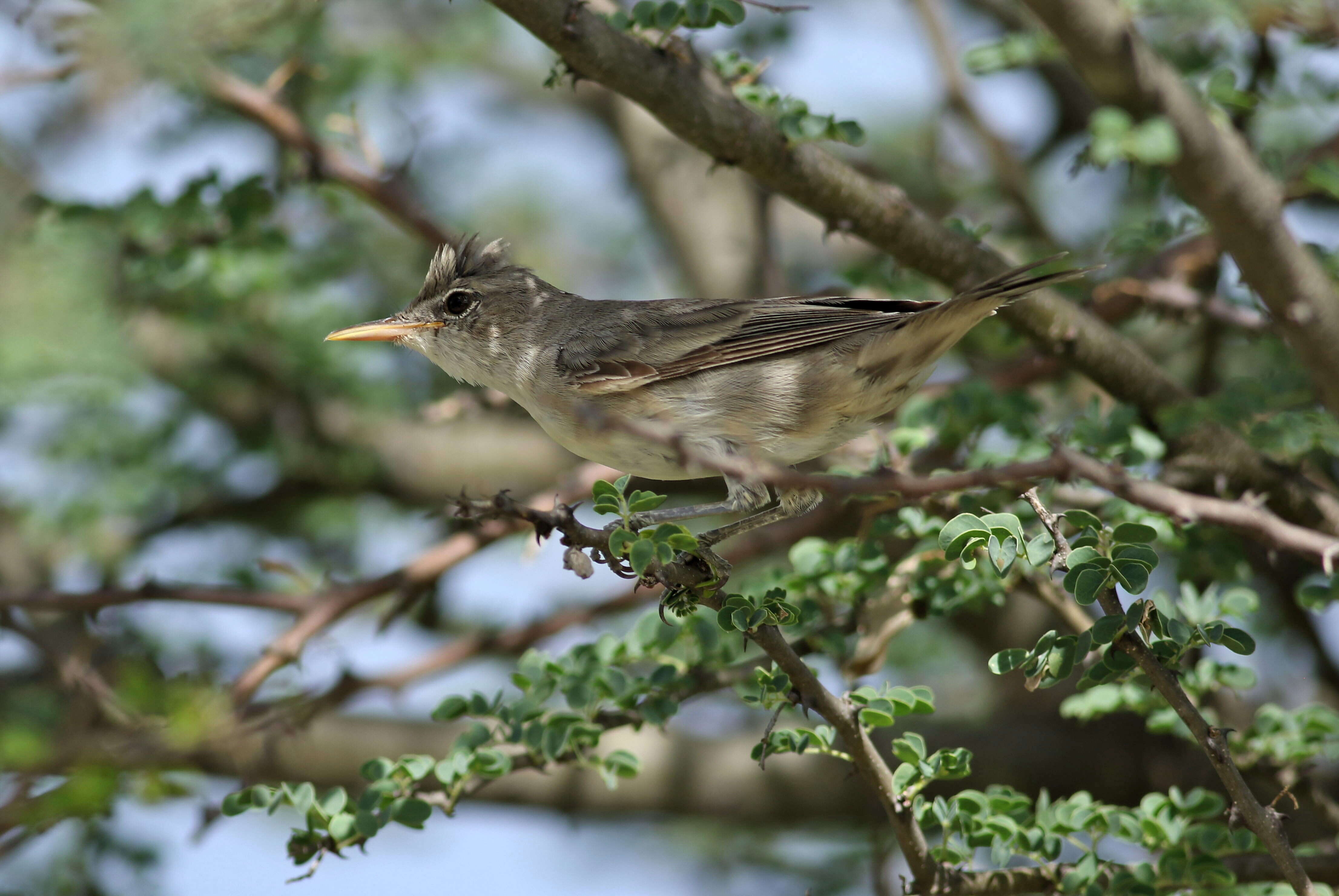 Image of Olive-tree Warbler