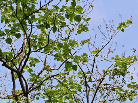 Слика од Paulownia taiwaniana T. W. Hu & H. J. Chang