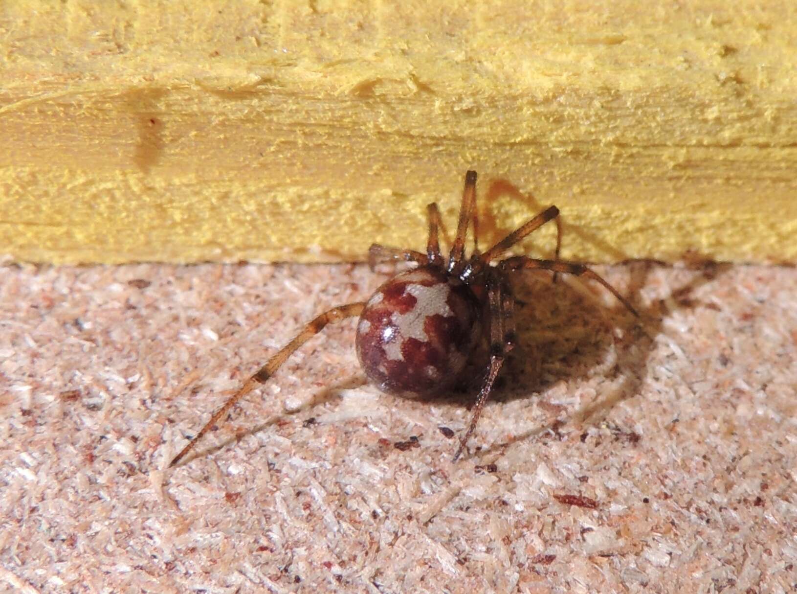 Image of Triangulate cobweb spider