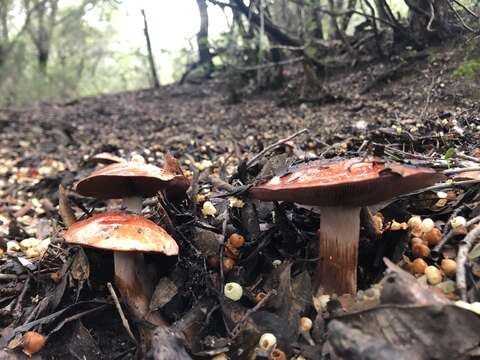 Image of Cortinarius rufo-olivaceus (Pers.) Fr. 1838