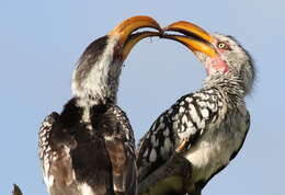 Image of Southern Yellow-billed Hornbill