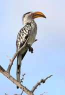 Image of Southern Yellow-billed Hornbill