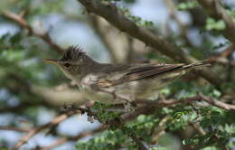 Image of Olive-tree Warbler