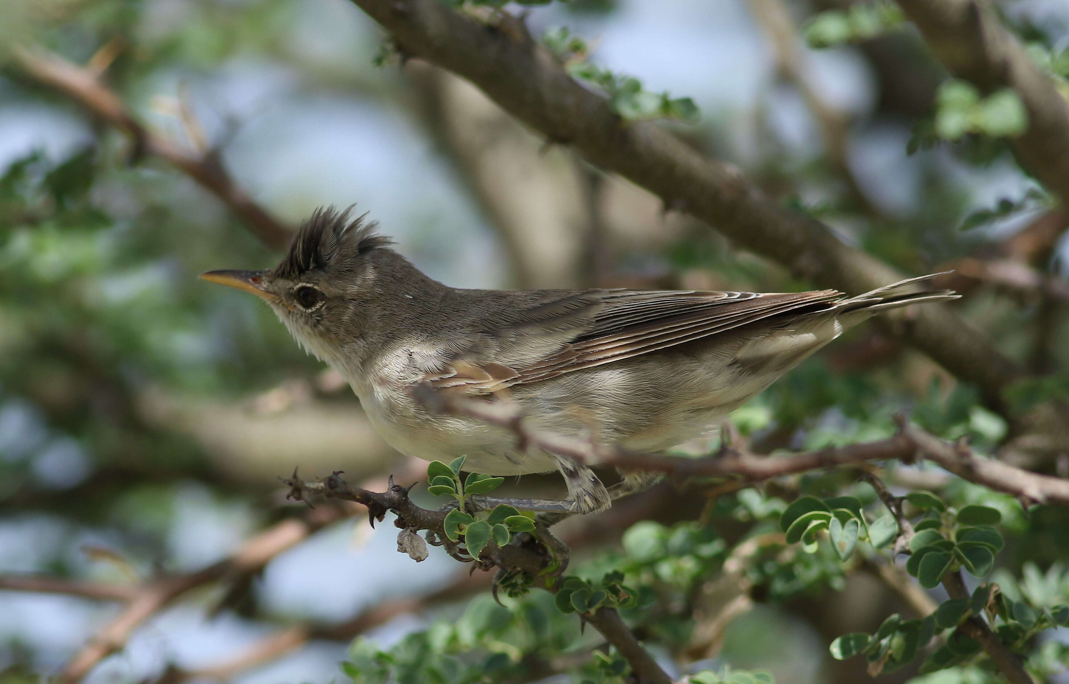 Image of Olive-tree Warbler