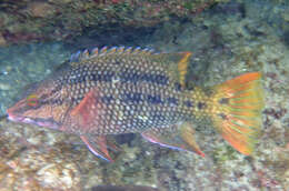 Image of Mexican hogfish