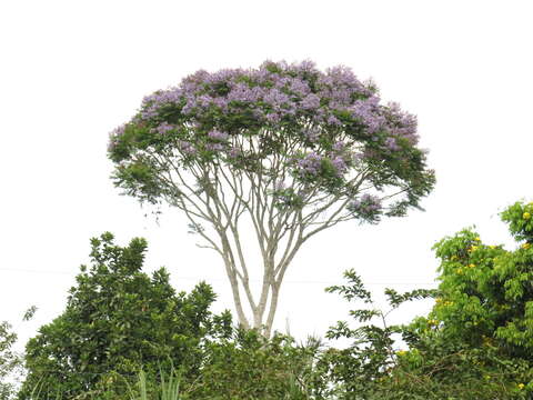 Image of Jacaranda copaia (Aubl.) D. Don