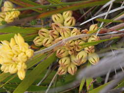 Image of Conostylis aculeata R. Br.