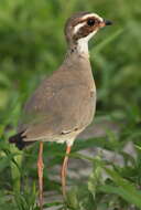 Слика од Rhinoptilus chalcopterus (Temminck 1824)