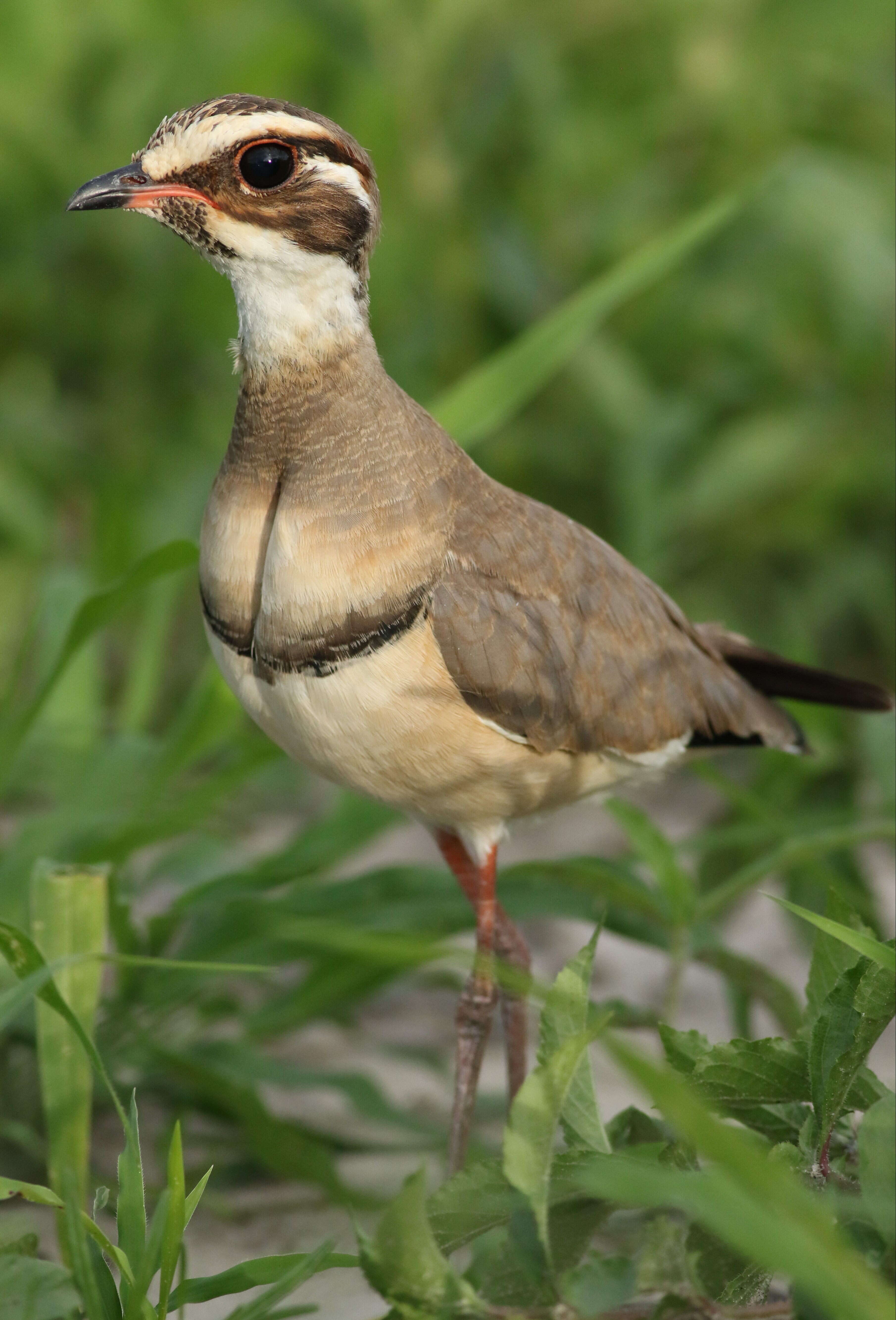 Слика од Rhinoptilus chalcopterus (Temminck 1824)