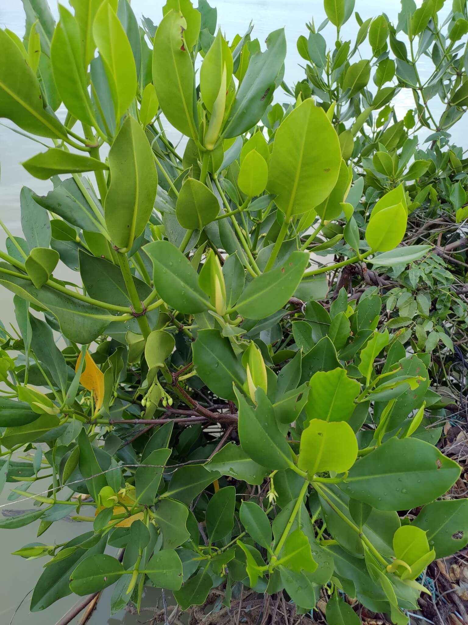 Image of Long-style stilt mangrove