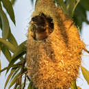 Image of Black-headed Penduline Tit