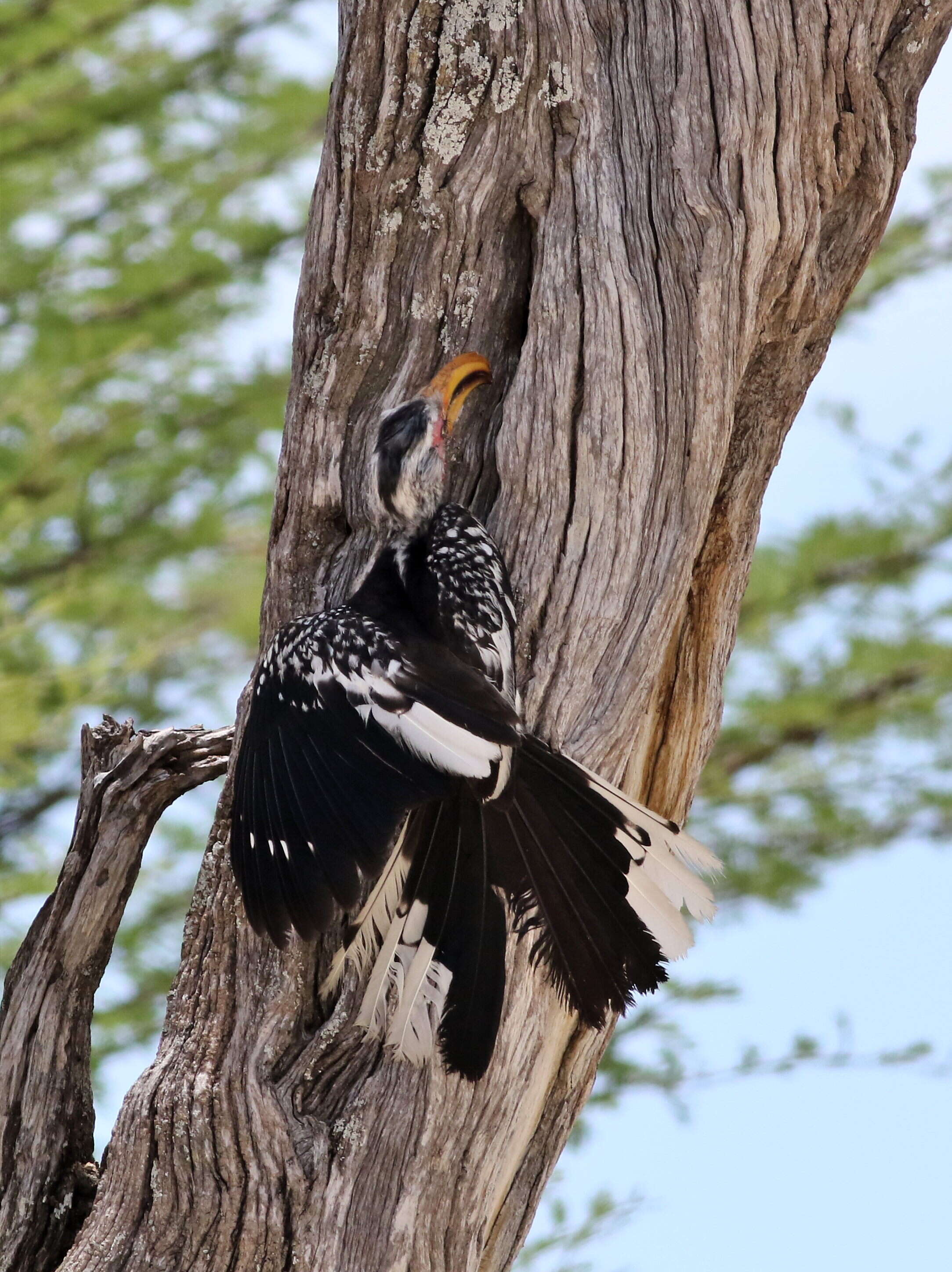 Image of Southern Yellow-billed Hornbill