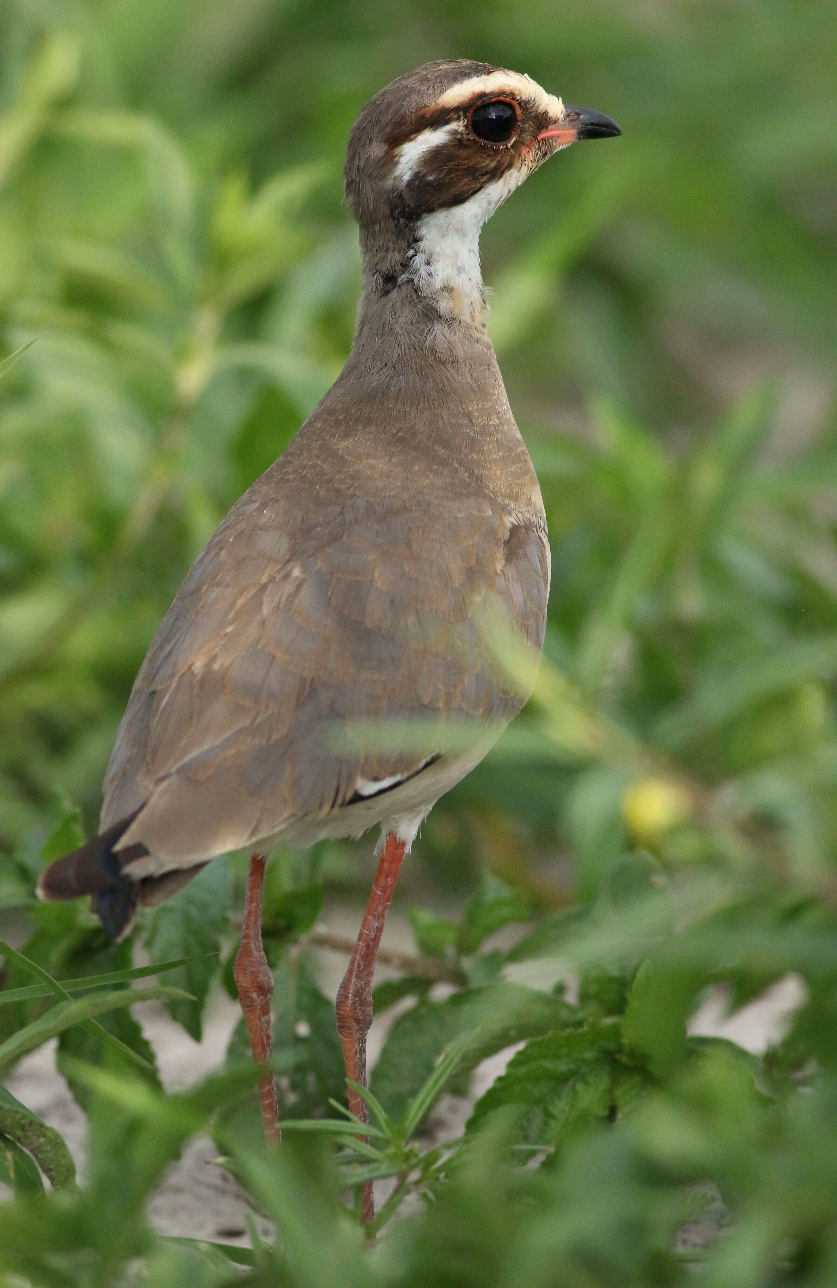 Слика од Rhinoptilus chalcopterus (Temminck 1824)